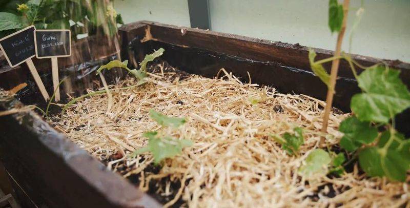 The method of planting the four-season beans on the balcony