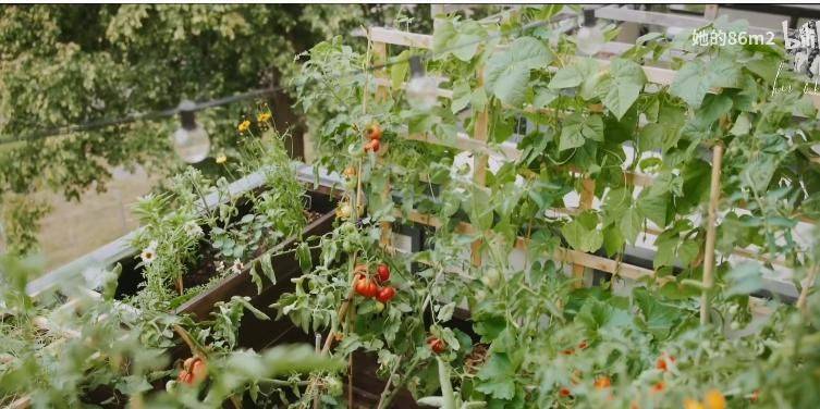 The method of planting the four-season beans on the balcony