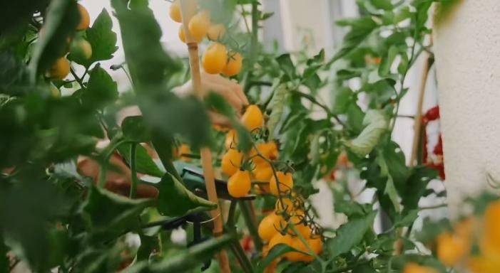 The method of planting the four-season beans on the balcony