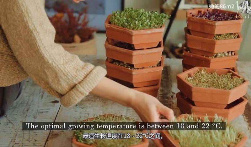 The method of planting the four-season beans on the balcony
