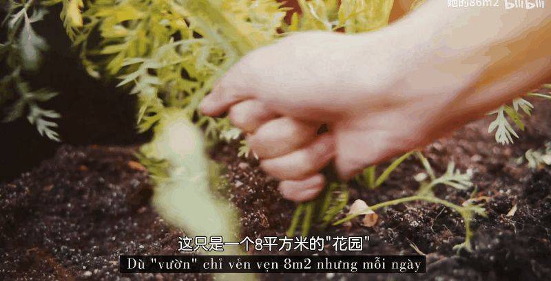 The method of planting the four-season beans on the balcony