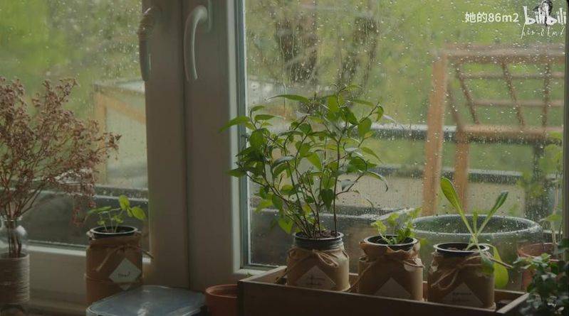 The method of planting the four-season beans on the balcony