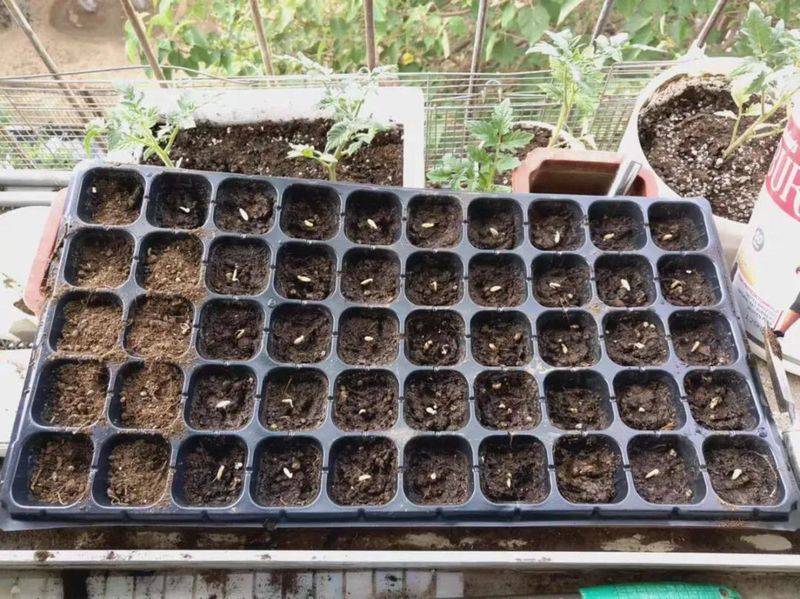The method of planting the four-season beans on the balcony