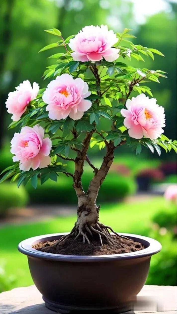The method of planting the pelvis