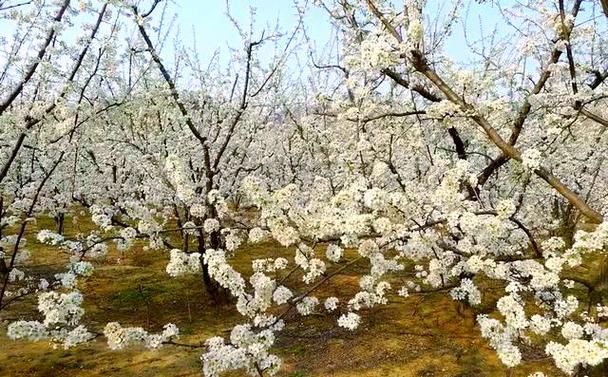Plum tree plantation technology video