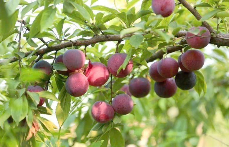 Plum tree plantation technology video