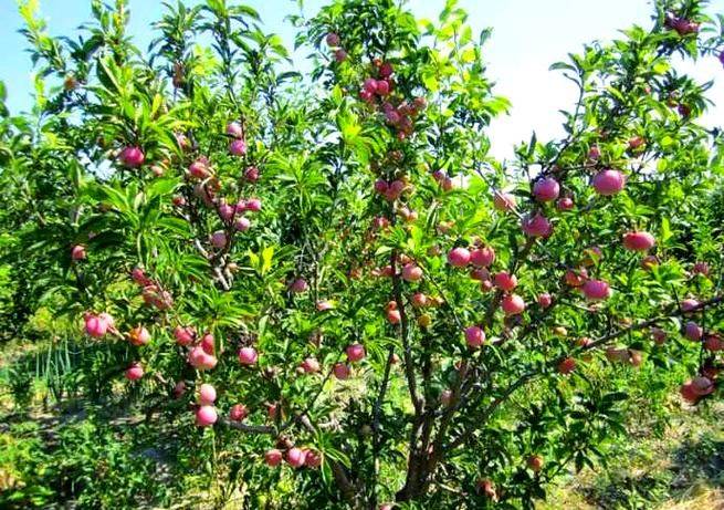 Plum tree plantation technology video
