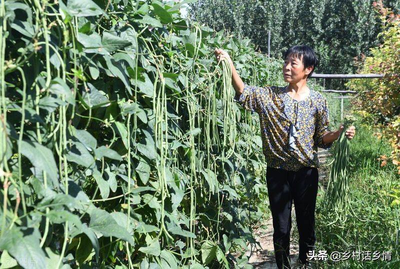 Picture of the method of growing the bean horns