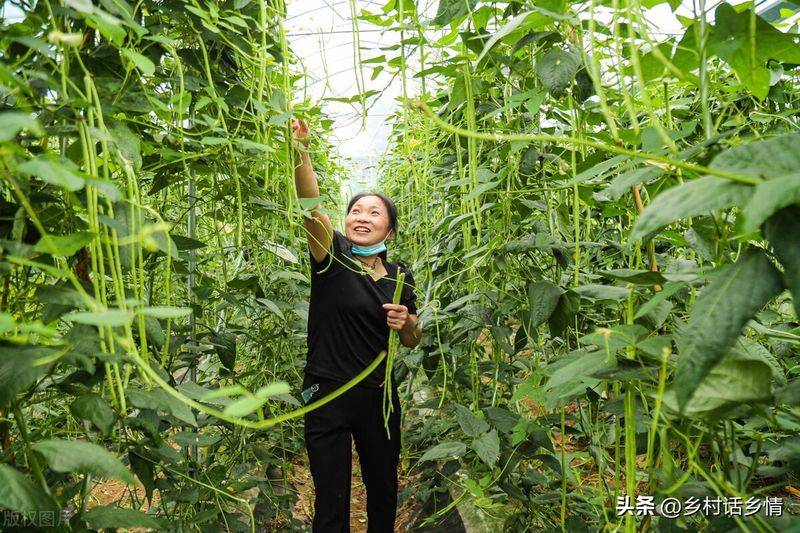 Picture of the method of growing the bean horns
