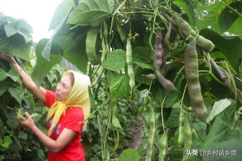 Picture of the method of growing the bean horns