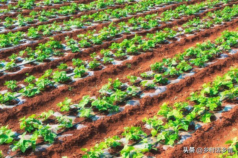 Picture of the method of growing the bean horns