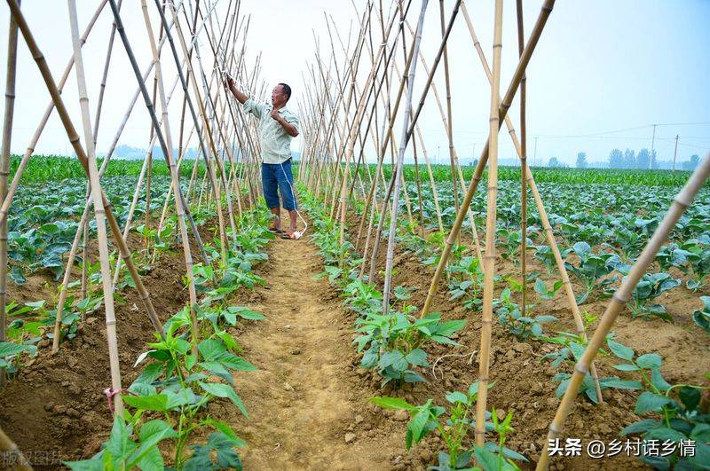Picture of the method of growing the bean horns