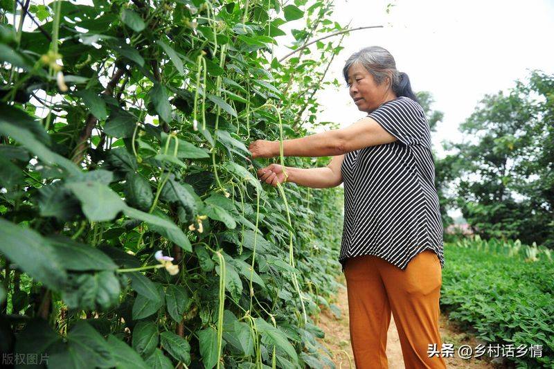 Picture of the method of growing the bean horns