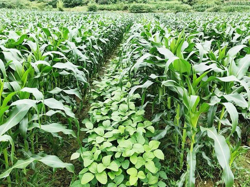 Picture of the method of growing the bean horns