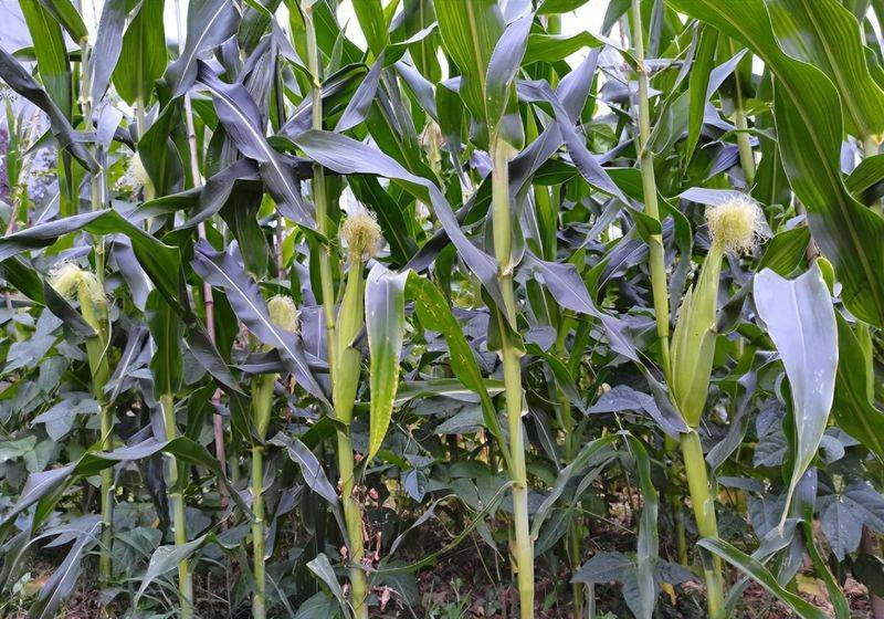 Picture of the method of growing the bean horns