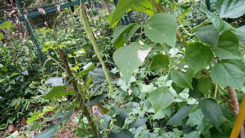 Picture of the method of growing the bean horns