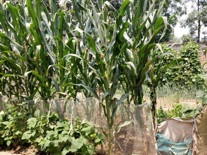Picture of the method of growing the bean horns