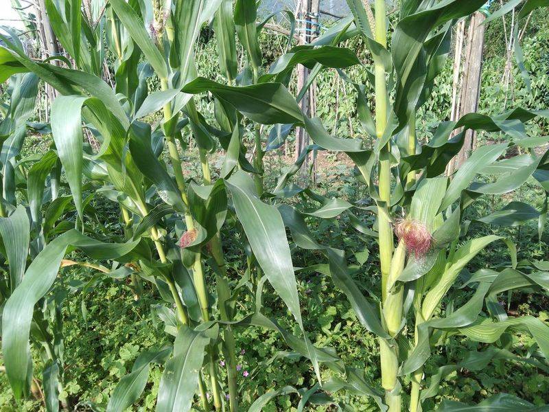 Picture of the method of growing the bean horns