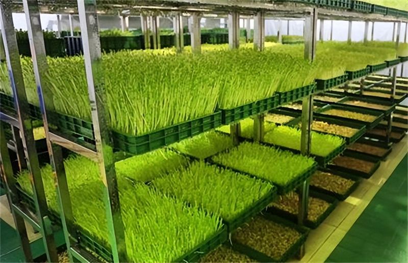 The method of planting sprouts and pictures