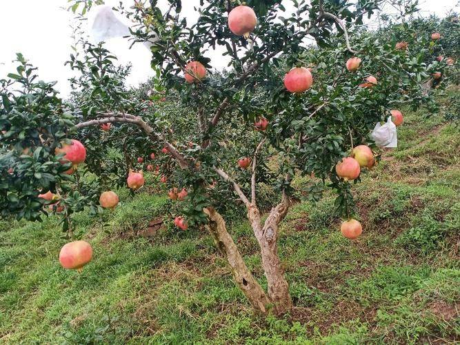 Softseed pomegranate cultivation techniques