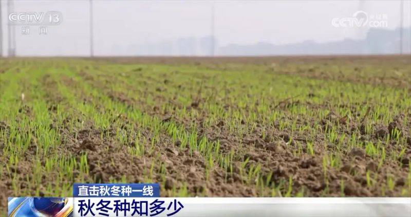 Winter wheat planting techniques