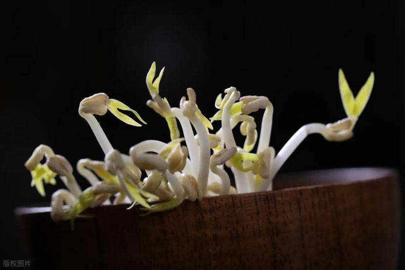 The method of planting sprouts and pictures
