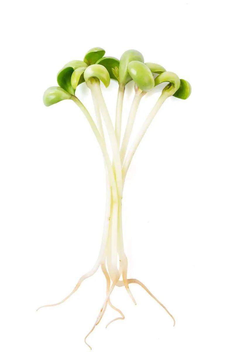 The method of planting sprouts and pictures