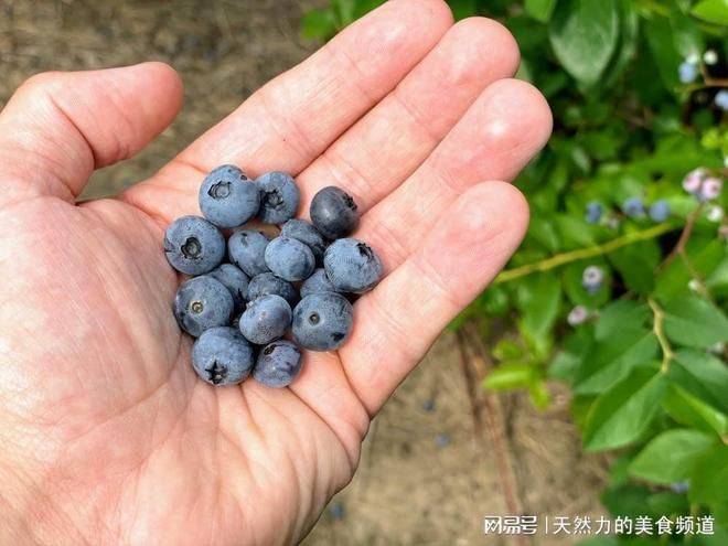 Technologies for blueberry seedling cultivation