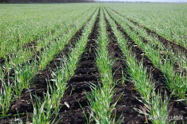 Winter wheat planting techniques