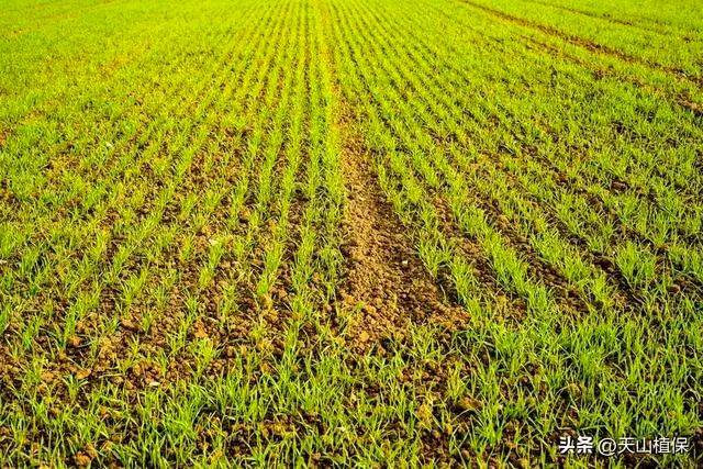 Winter wheat planting techniques