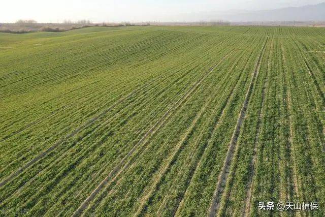 Winter wheat planting techniques