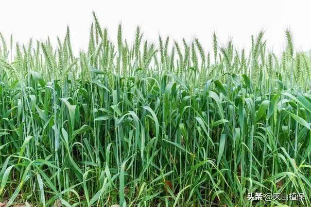 Winter wheat planting techniques