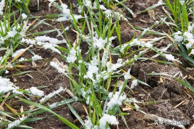 Winter wheat planting techniques