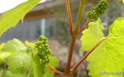 Grain gardening techniques