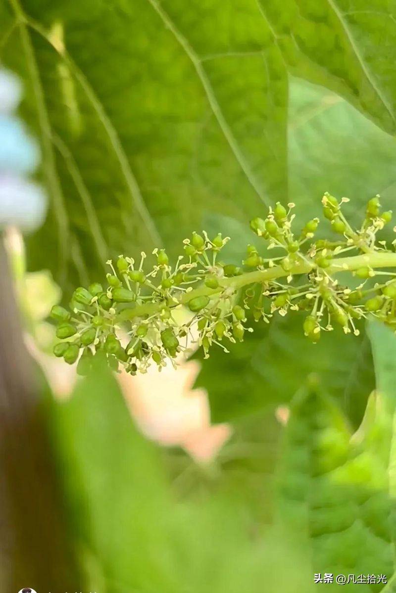 Grain gardening techniques