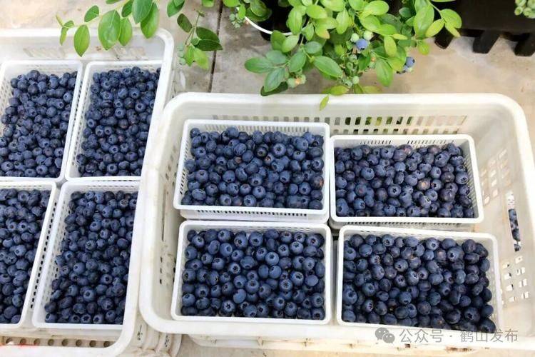 Technologies for blueberry seedling cultivation