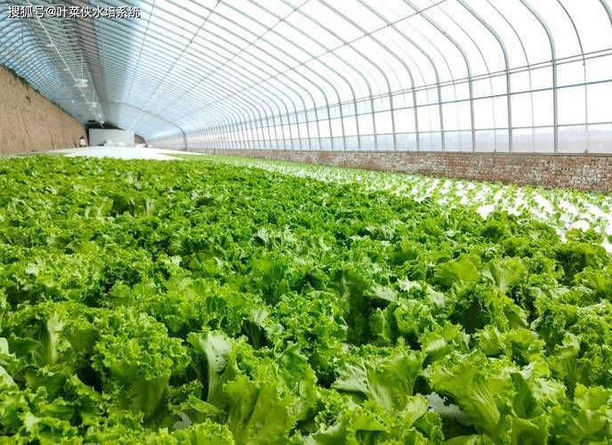 Recent technologies for vegetable cultivation