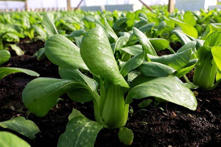 Recent technologies for vegetable cultivation