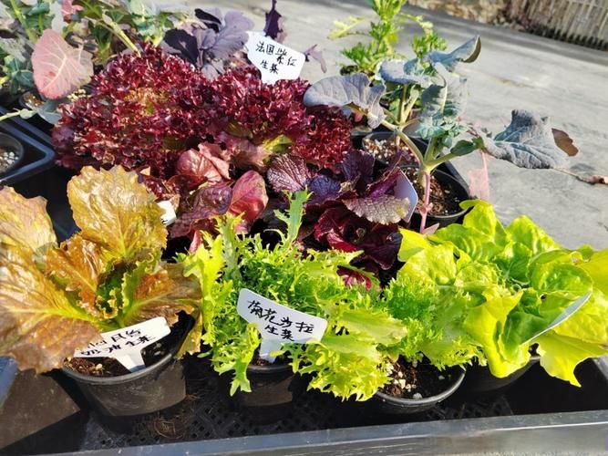 Recent technologies for vegetable cultivation