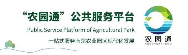 图文精解芽球菊苣种植技术