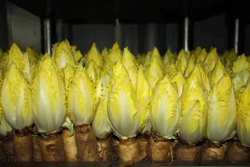 图文精解芽球菊苣种植技术