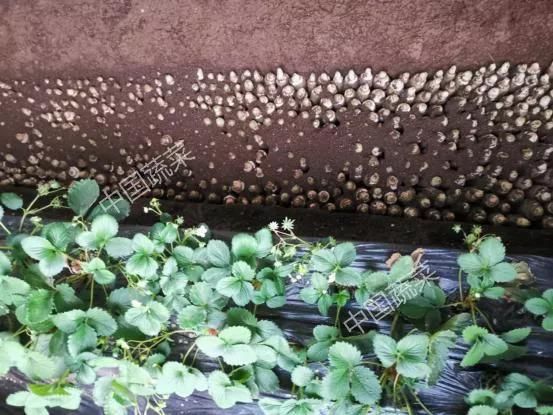 图文精解芽球菊苣种植技术