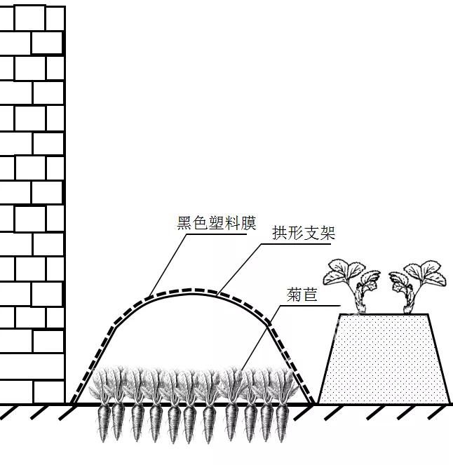 图文精解芽球菊苣种植技术
