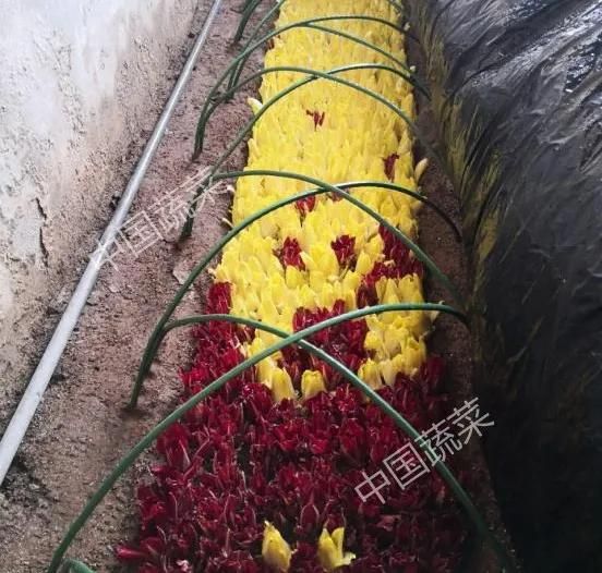图文精解芽球菊苣种植技术