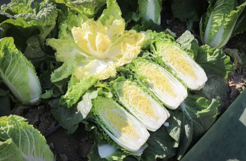 露地越冬西兰花种植技术