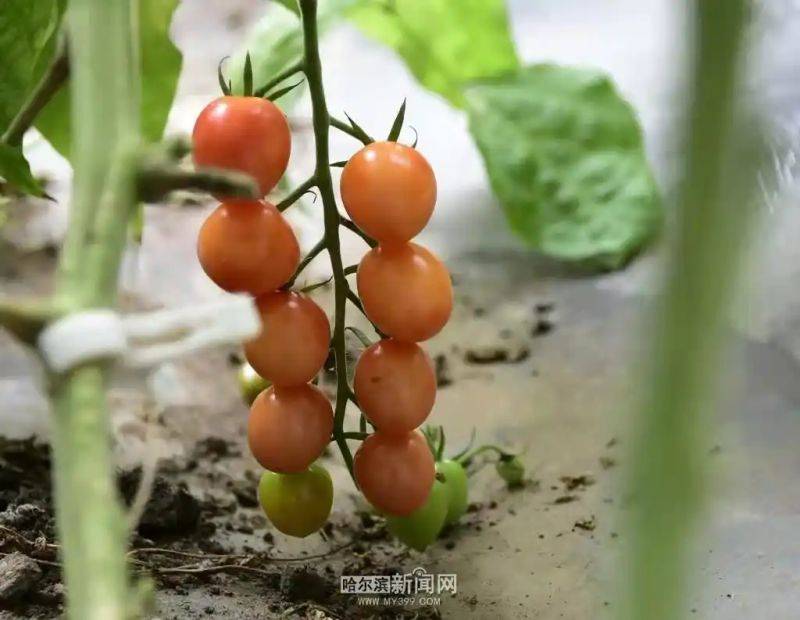 Technology for vegetable growing in the southern sheds