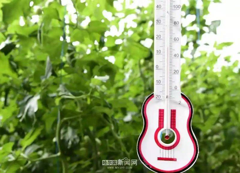 Technology for vegetable growing in the southern sheds