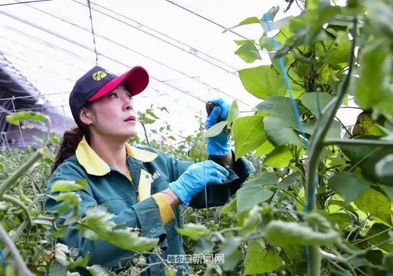 Technology for vegetable growing in the southern sheds