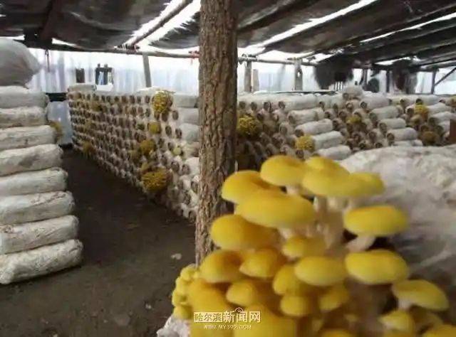 Technology for vegetable growing in the southern sheds