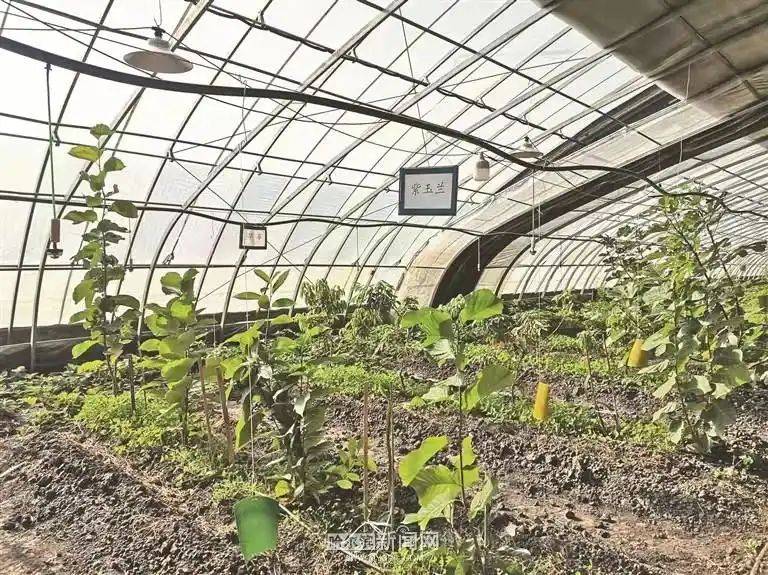 Technology for vegetable growing in the southern sheds